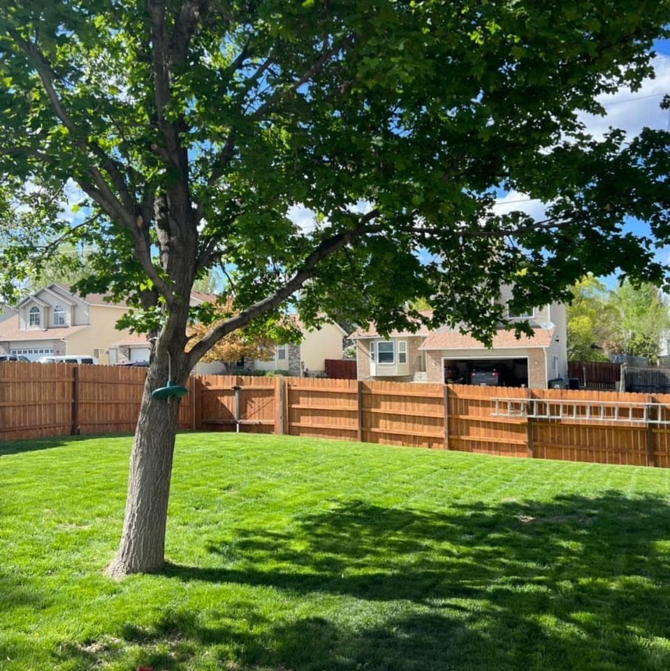Backyard with fresh sod and a new cedar dog-ear privacy fence under a maple tree, Elko, Nevada